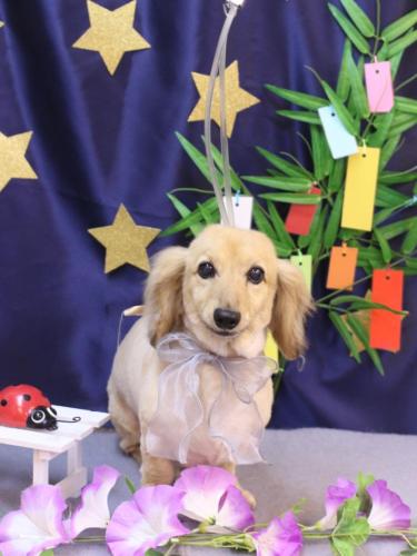 20230725ここあちゃん